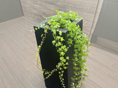 coluna vegetal